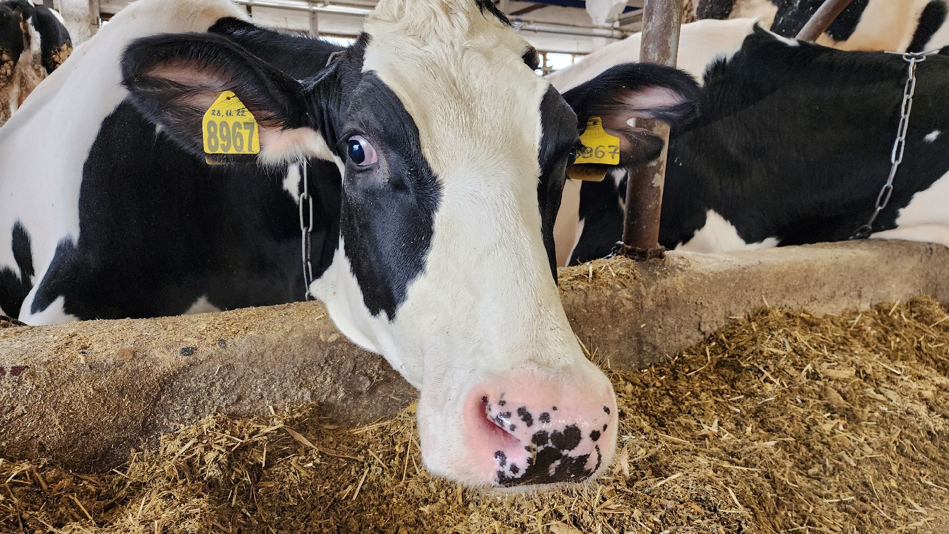 животноводство, производство молока, АО Ногинское, Обухово, Богородский городской округ,