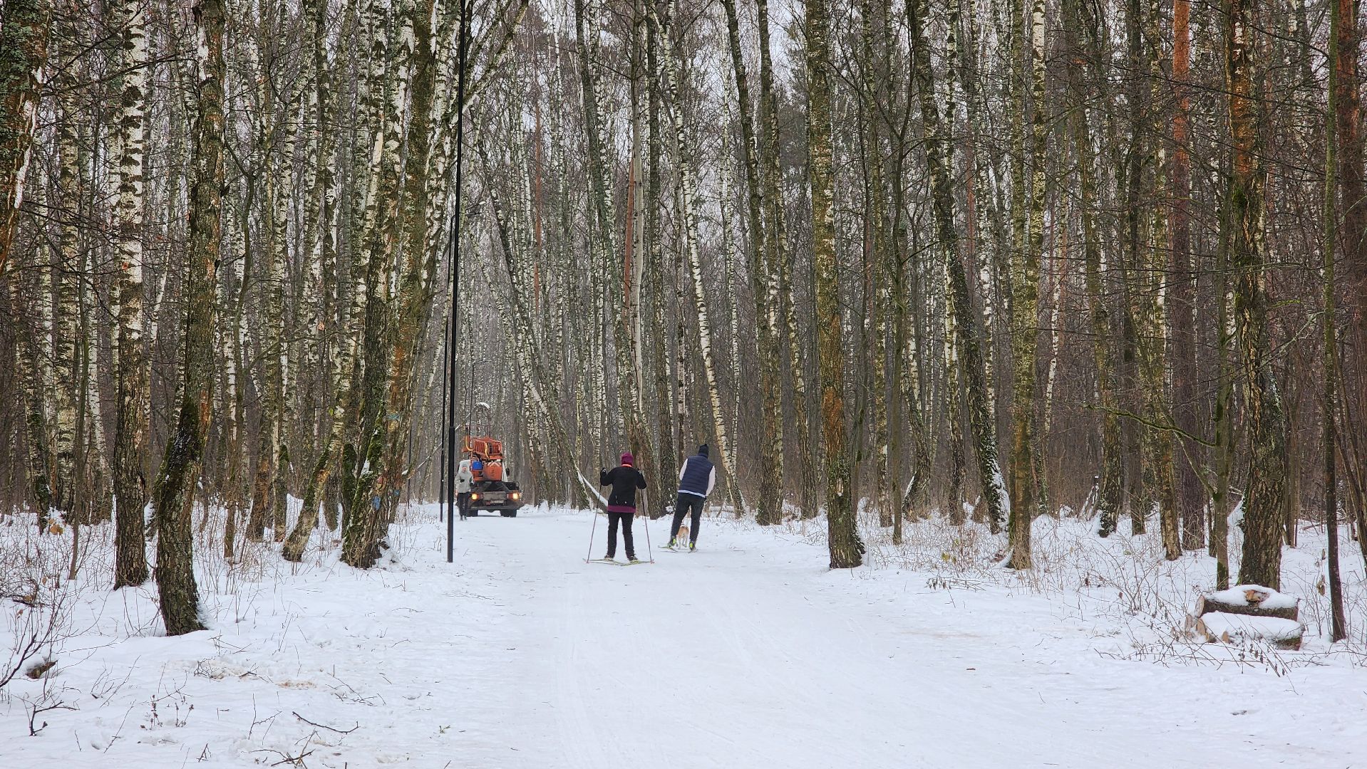 парк, парк городской лес, домодедово, жкх, благоустройство, подмосковье,