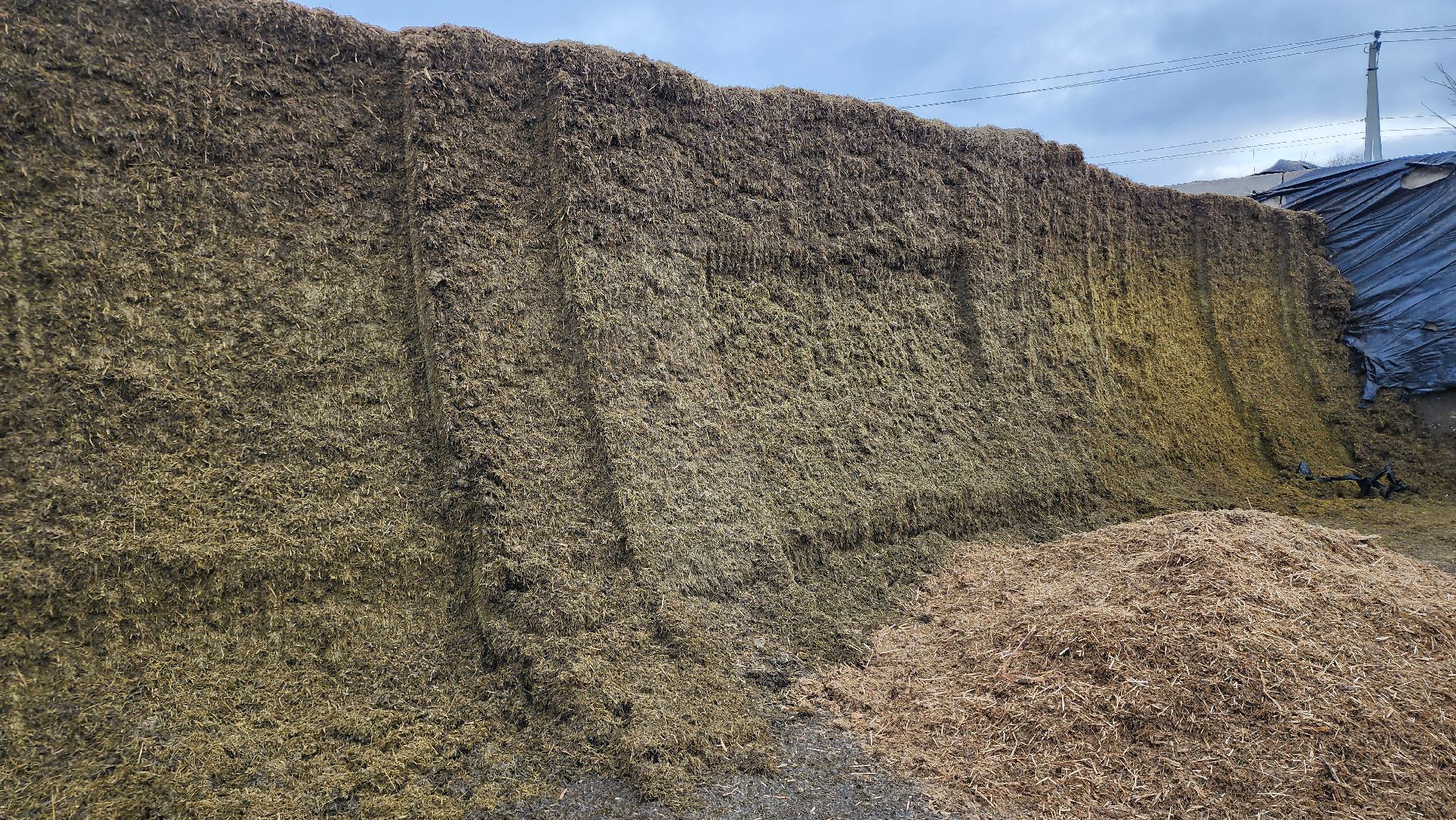 заготовка кормов, сельское хозяйство, АО Ногинское, рабочий поселок Обухово, Богородский городской округ,