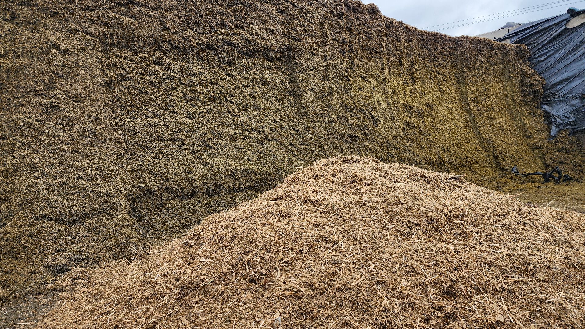 заготовка кормов, сельское хозяйство, АО Ногинское, рабочий поселок Обухово, Богородский городской округ,