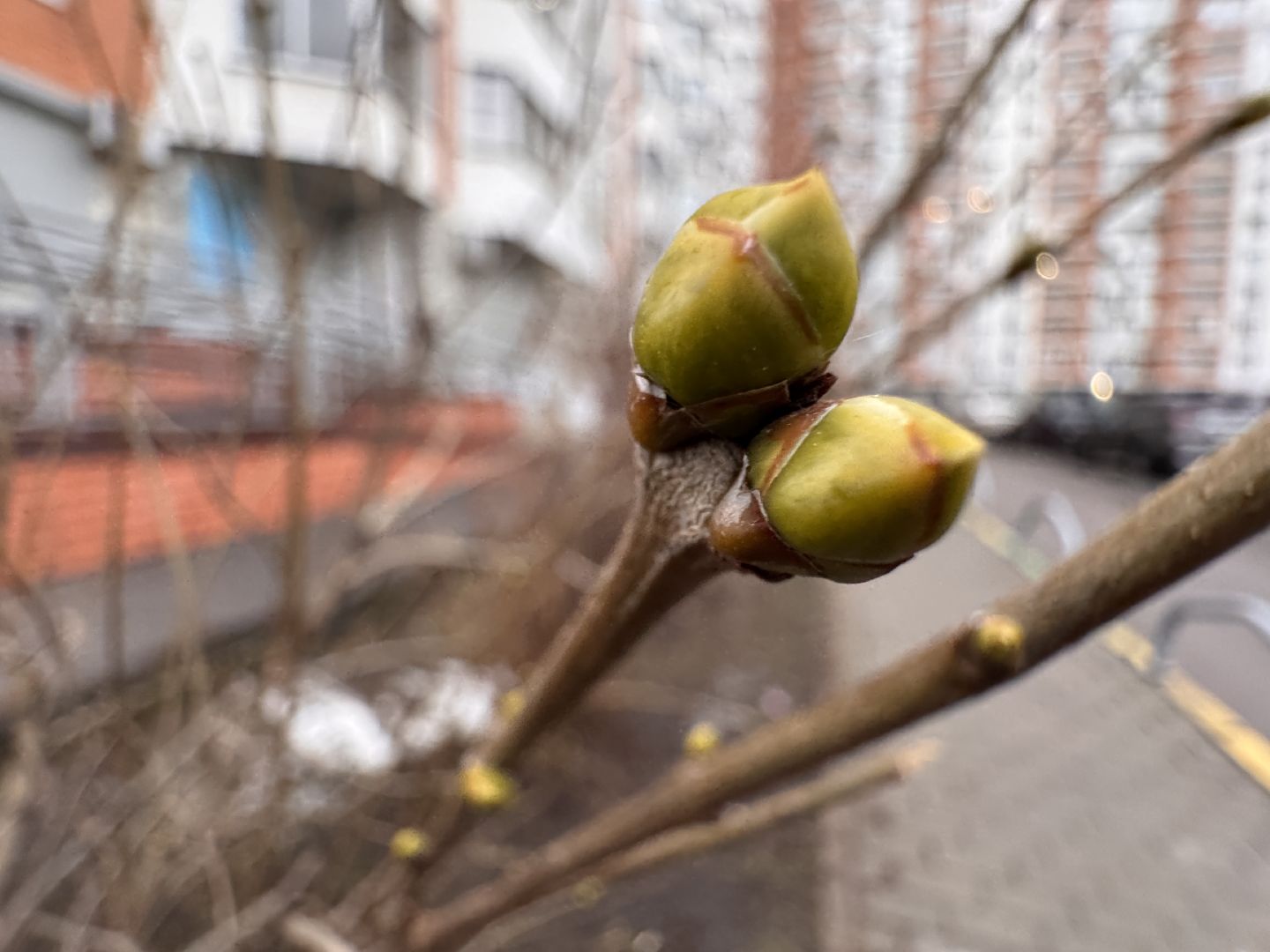 Сирень, Природа проснулась, Экология, вертикалки,
