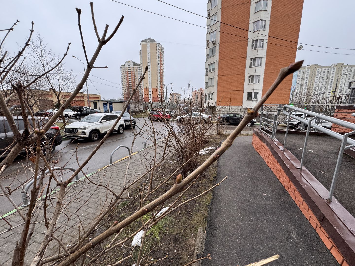 Сирень, Природа проснулась, Экология, вертикалки,