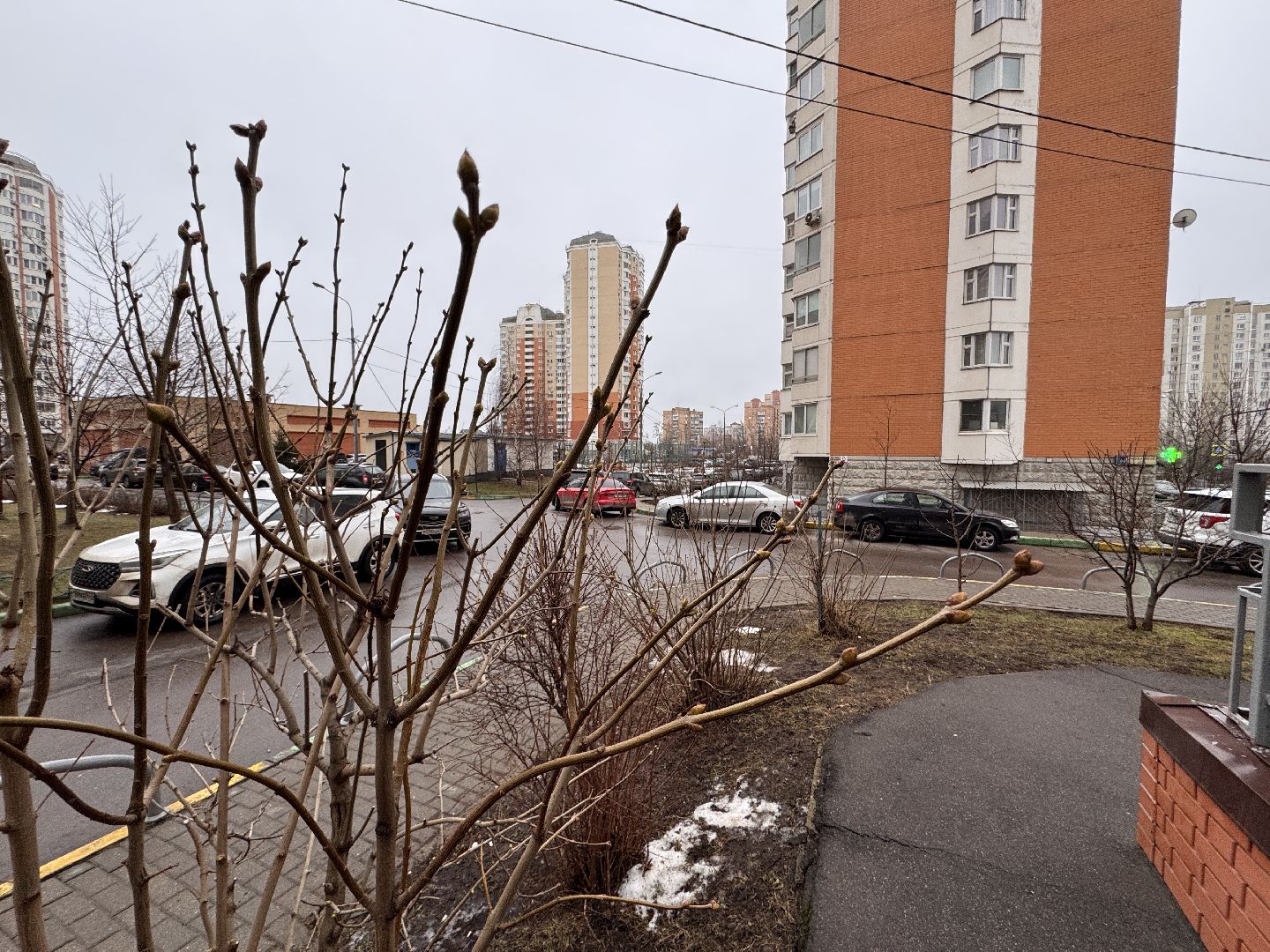 Сирень, Природа проснулась, Экология, вертикалки,