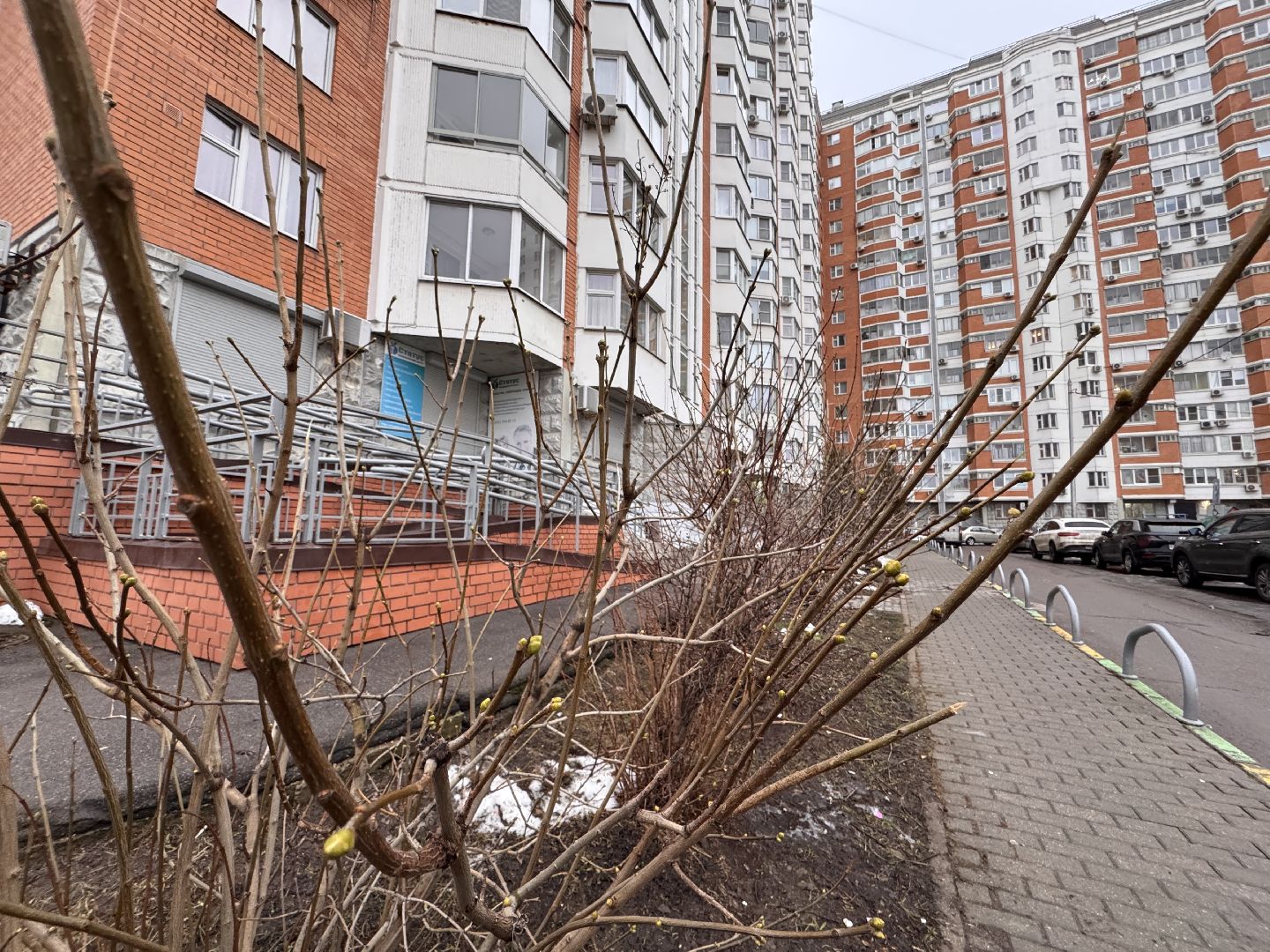 Сирень, Природа проснулась, Экология, вертикалки,