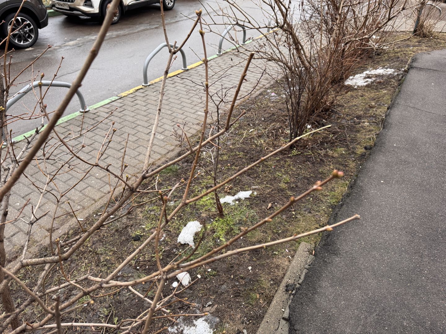 Сирень, Природа проснулась, Экология, вертикалки,