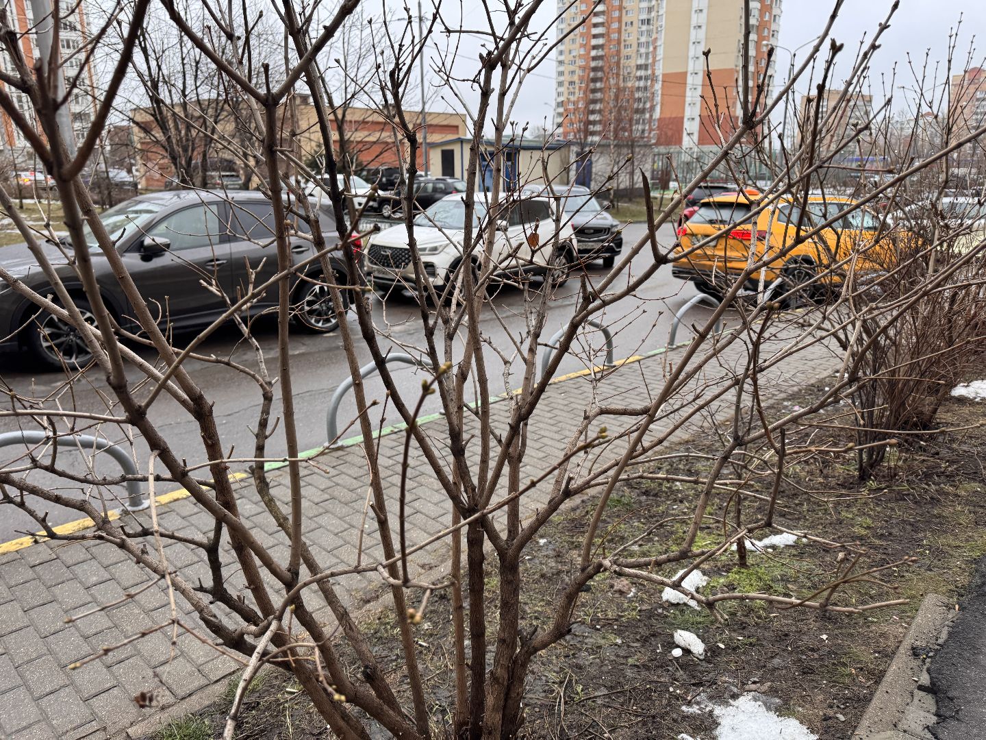 Сирень, Природа проснулась, Экология, вертикалки,