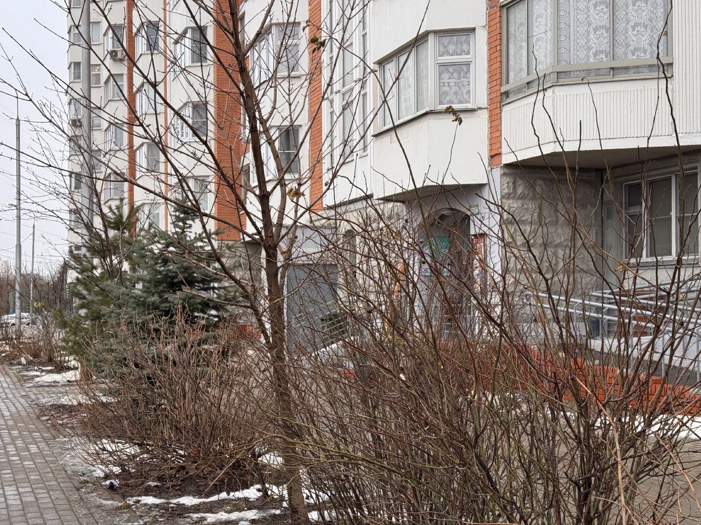 Сирень, Природа проснулась, Экология, вертикалки,