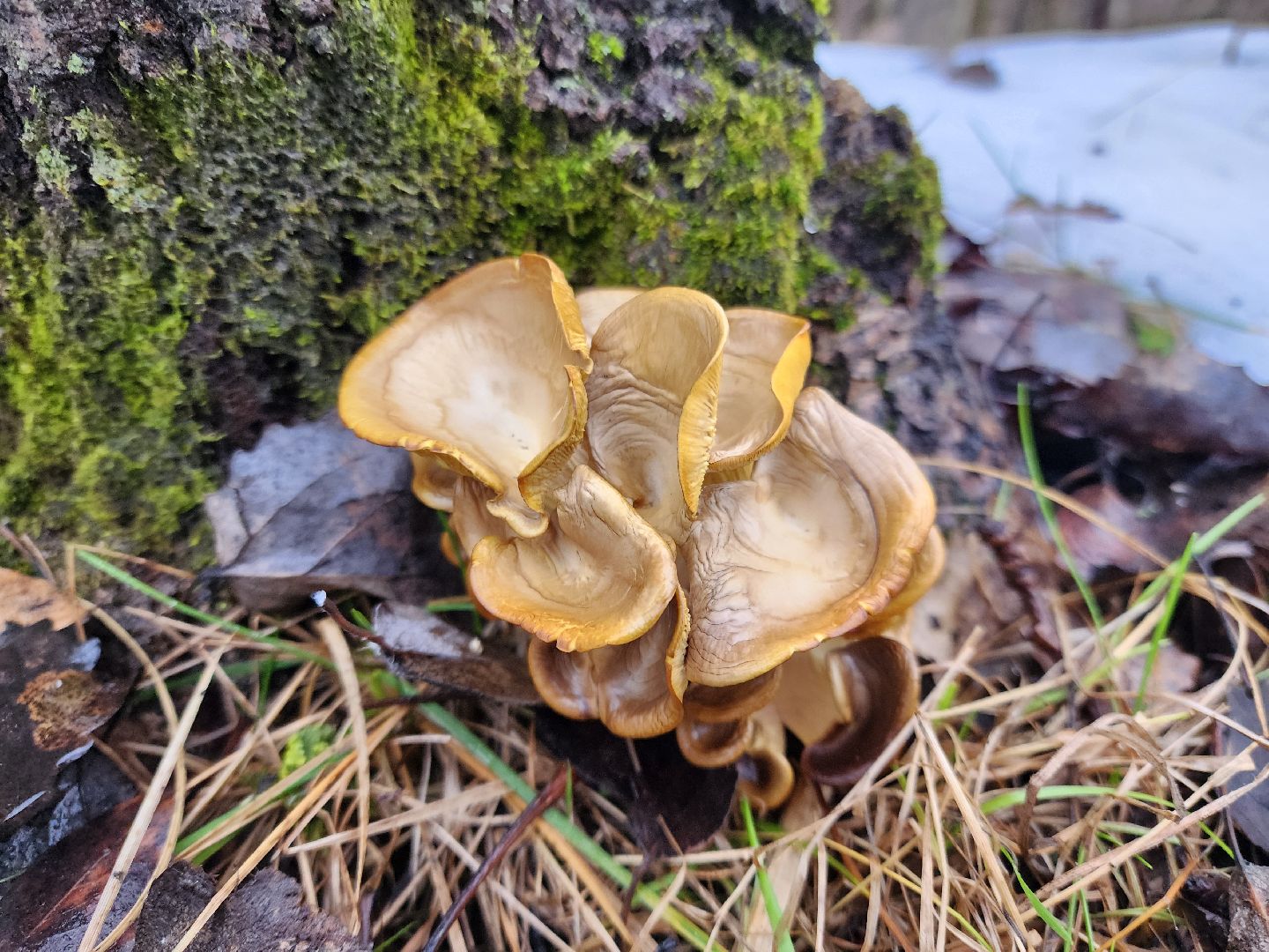 ногинск, жители, грибы, зима, природа, вертикалки,