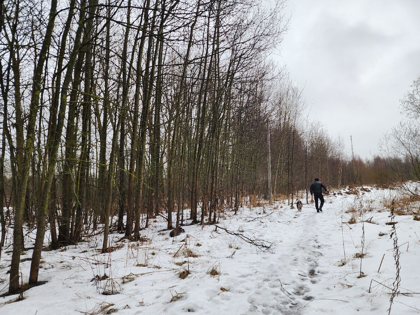 ногинск, жители, грибы, зима, природа, вертикалки,