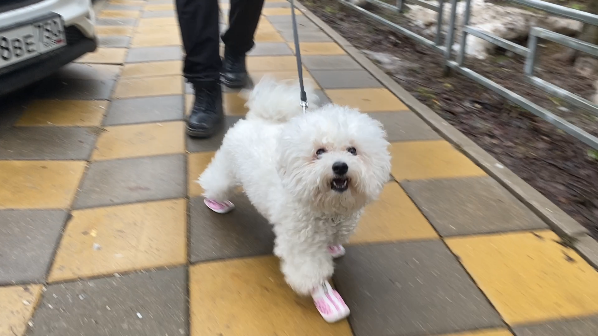 бишон фризе, уход за животными, зима во Власихе, реагенты на дороге, обувь для собак,