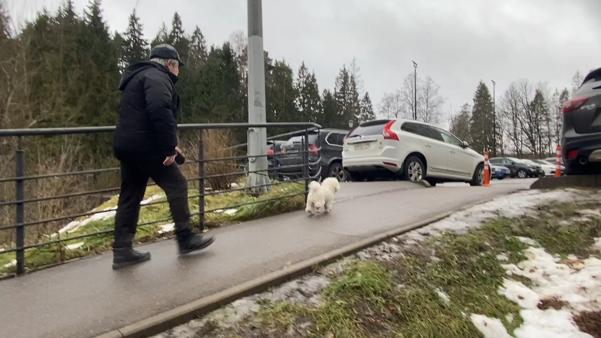 бишон фризе, уход за животными, зима во Власихе, реагенты на дороге, обувь для собак,