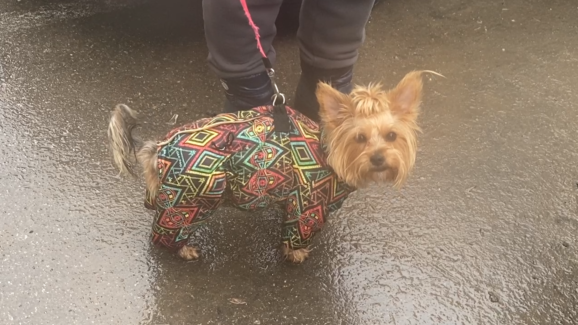 бишон фризе, уход за животными, зима во Власихе, реагенты на дороге, обувь для собак,