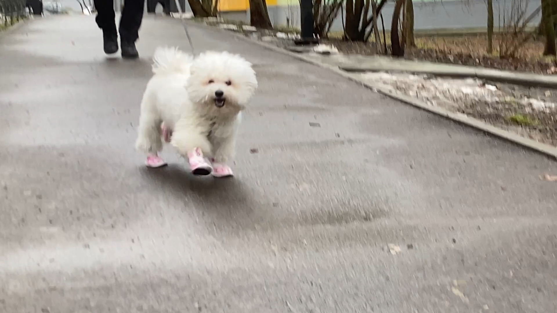 бишон фризе, уход за животными, зима во Власихе, реагенты на дороге, обувь для собак,