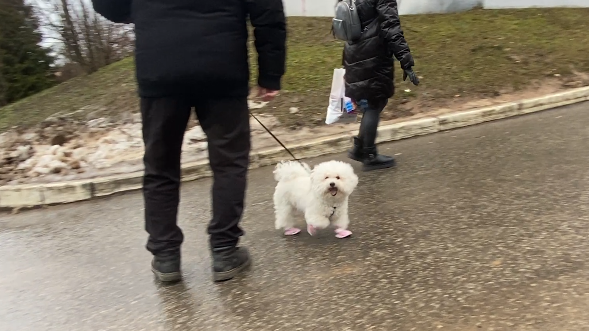 бишон фризе, уход за животными, зима во Власихе, реагенты на дороге, обувь для собак,