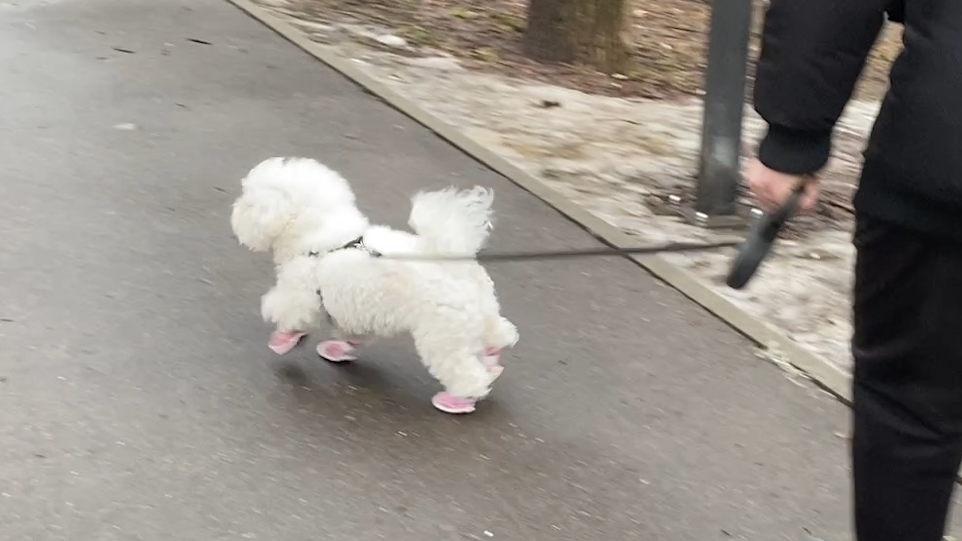 бишон фризе, уход за животными, зима во Власихе, реагенты на дороге, обувь для собак,