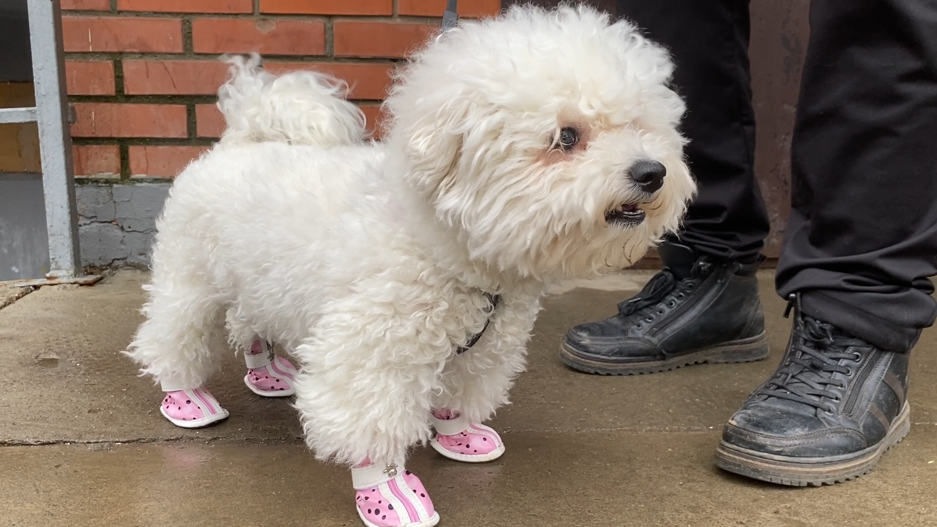 бишон фризе, уход за животными, зима во Власихе, реагенты на дороге, обувь для собак,