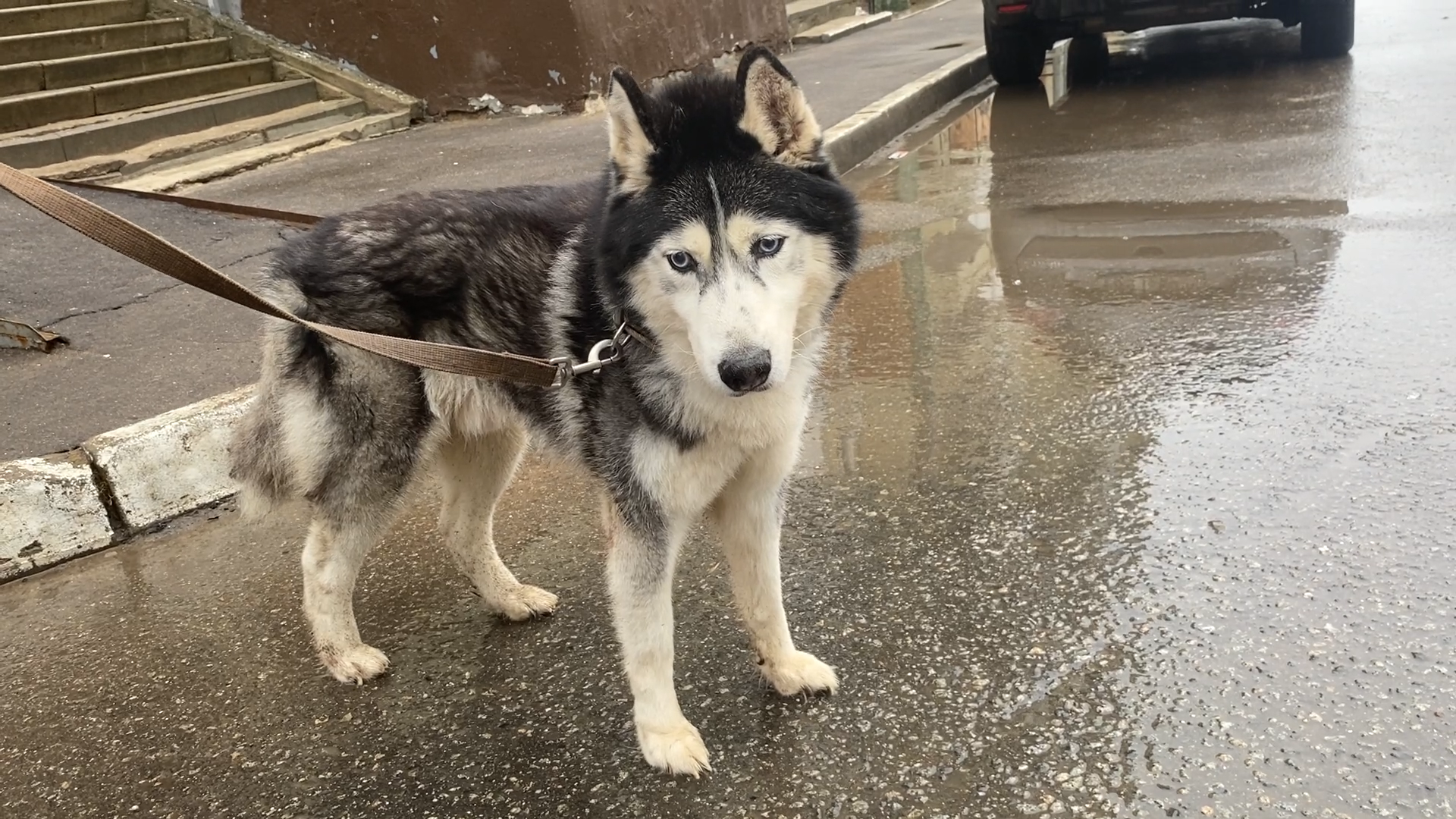 бишон фризе, уход за животными, зима во Власихе, реагенты на дороге, обувь для собак,