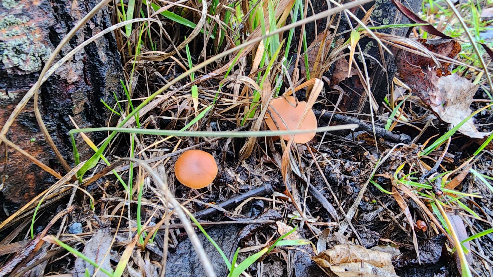 Бронницы, Парк Бронницкий Луг, Мероприятие в парке Бронницкий Луг, вертикалки, Дети,