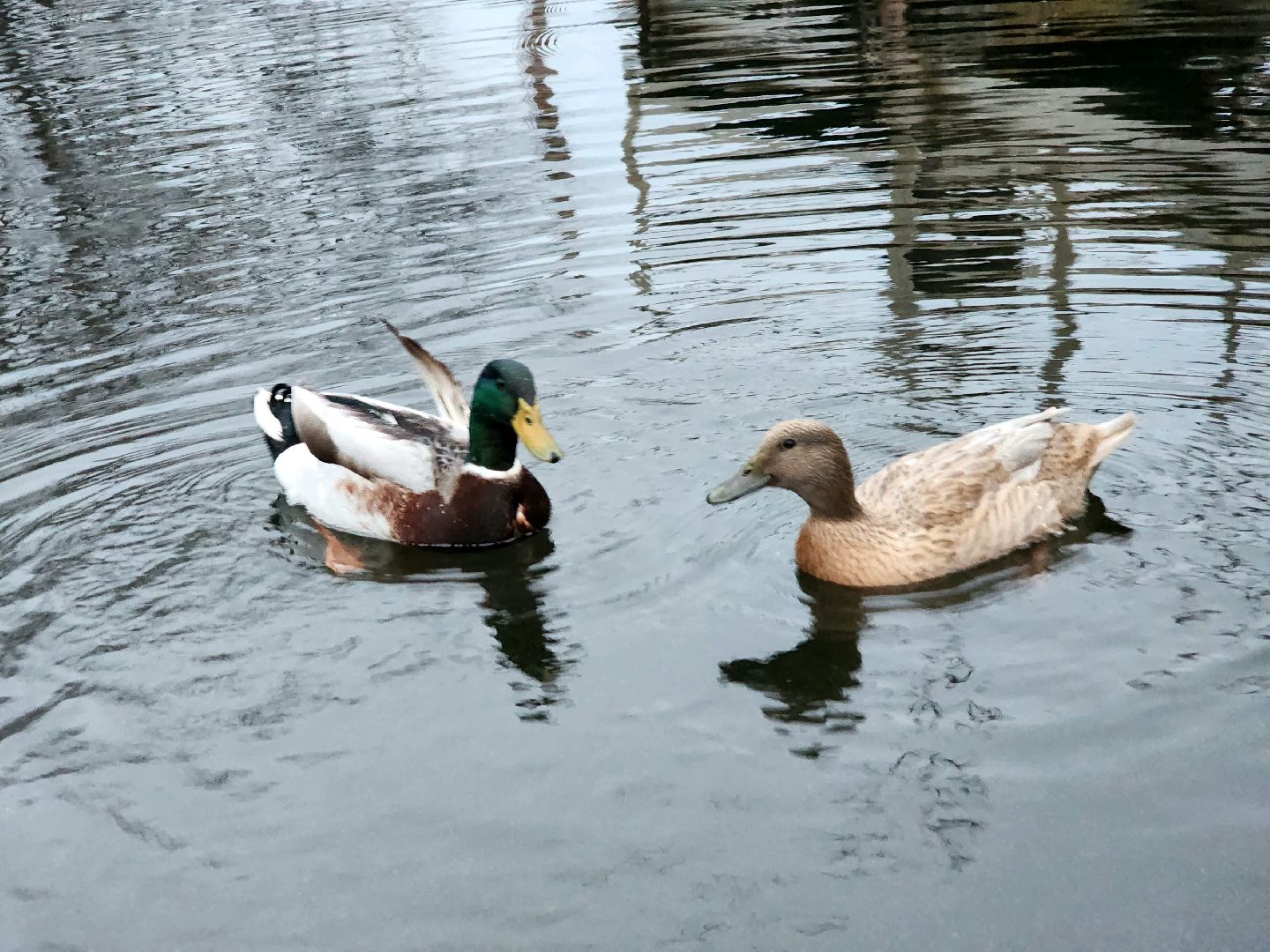 пущино, серпухов, экология, животные, вертикалки,