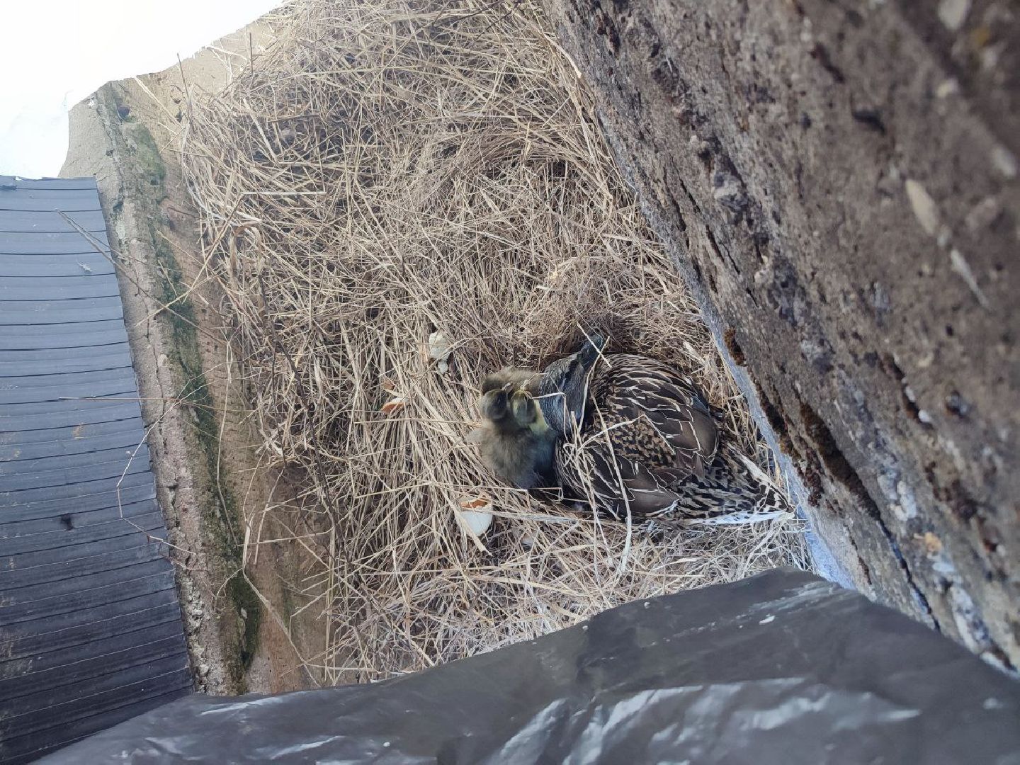 пущино, серпухов, экология, животные, вертикалки,