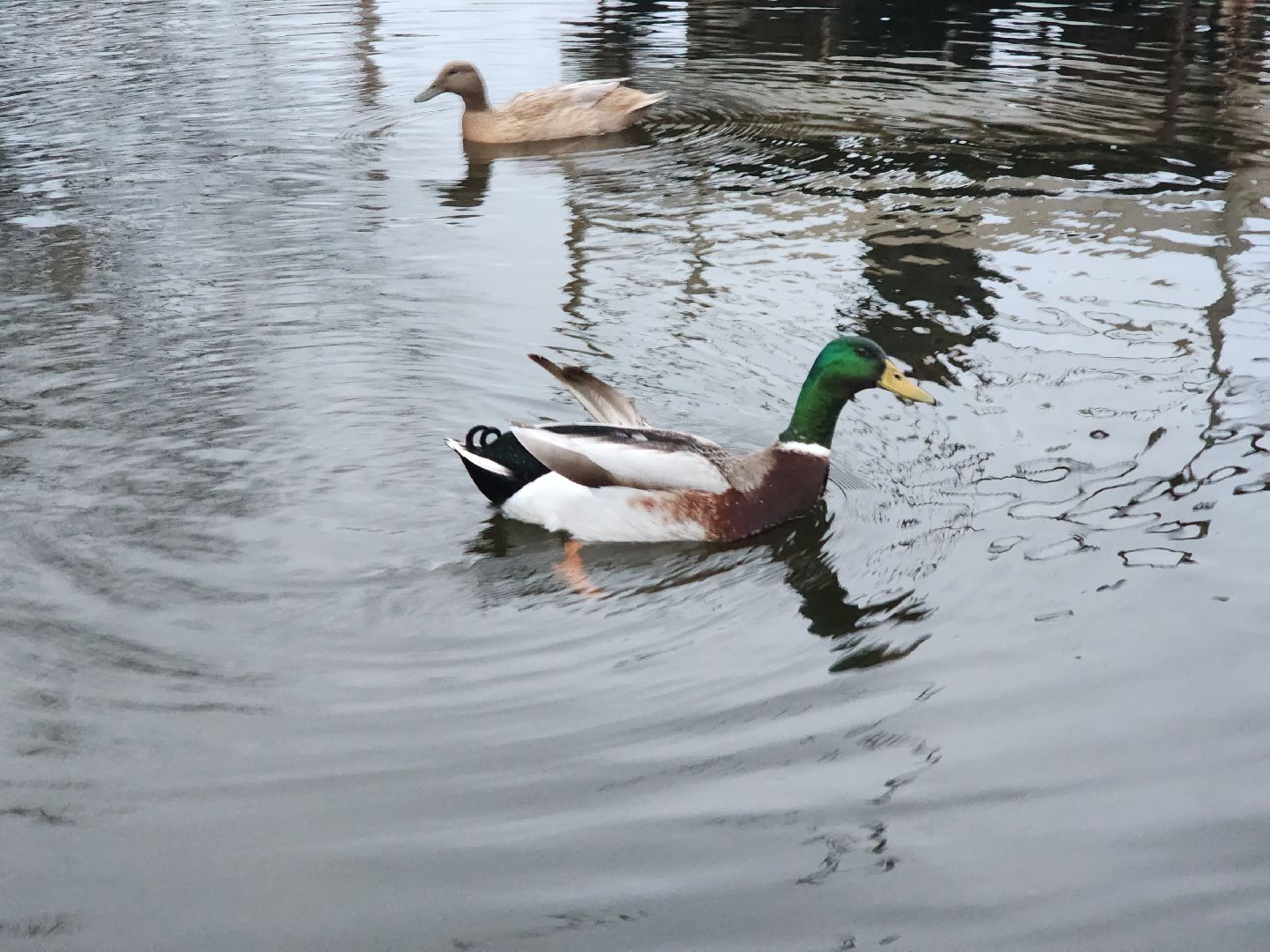 пущино, серпухов, экология, животные, вертикалки,