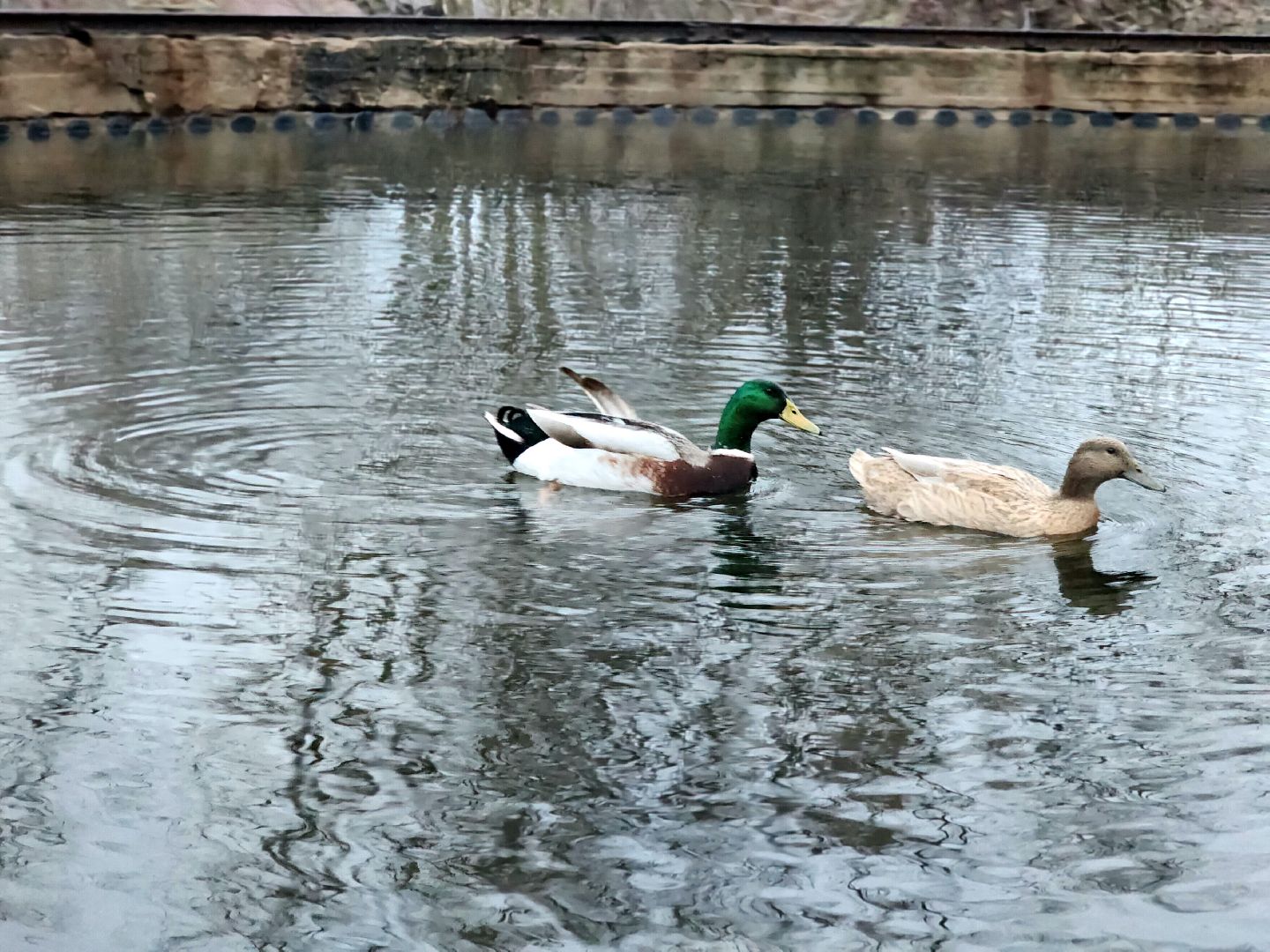 пущино, серпухов, экология, животные, вертикалки,