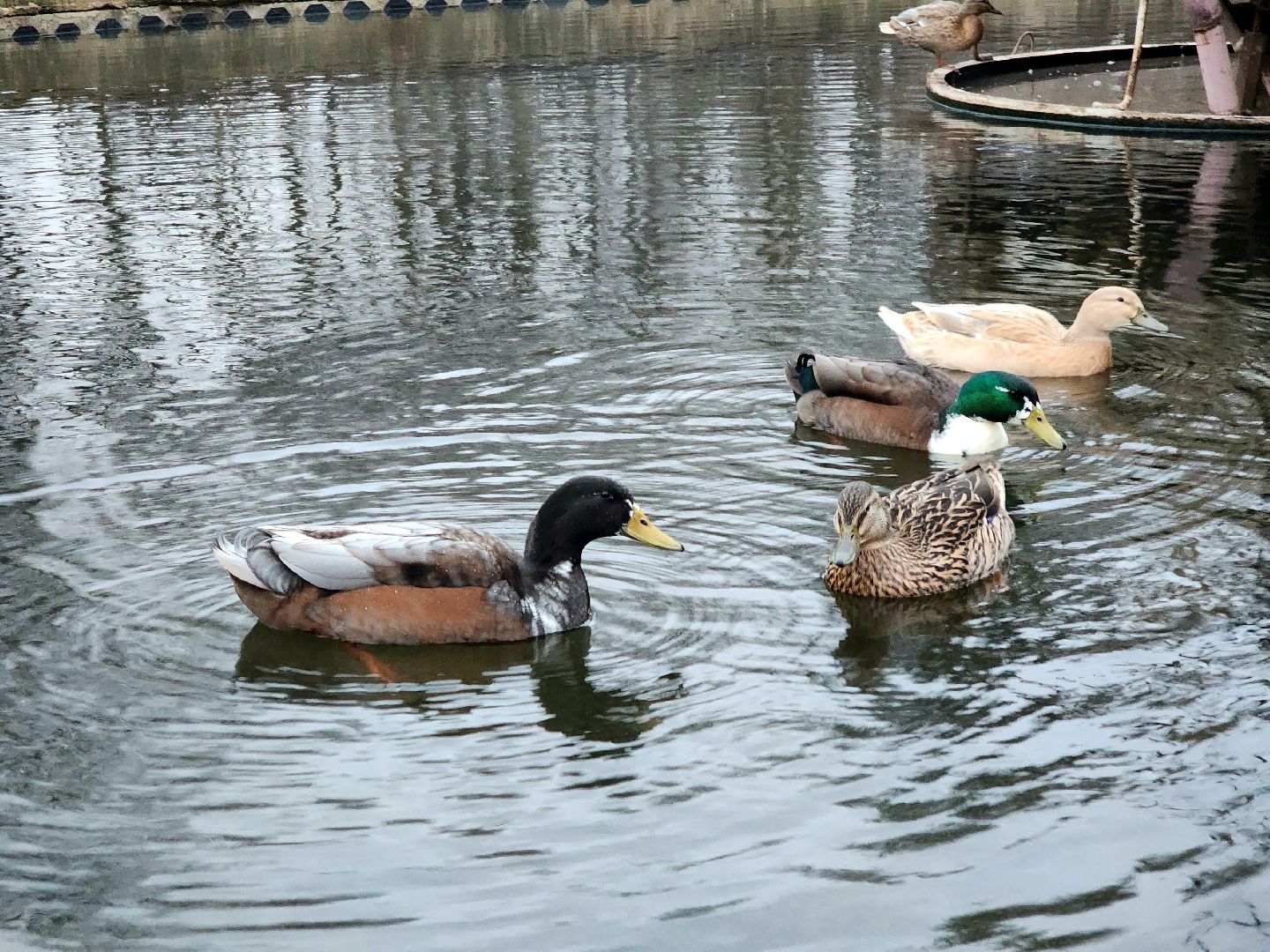 пущино, серпухов, экология, животные, вертикалки,