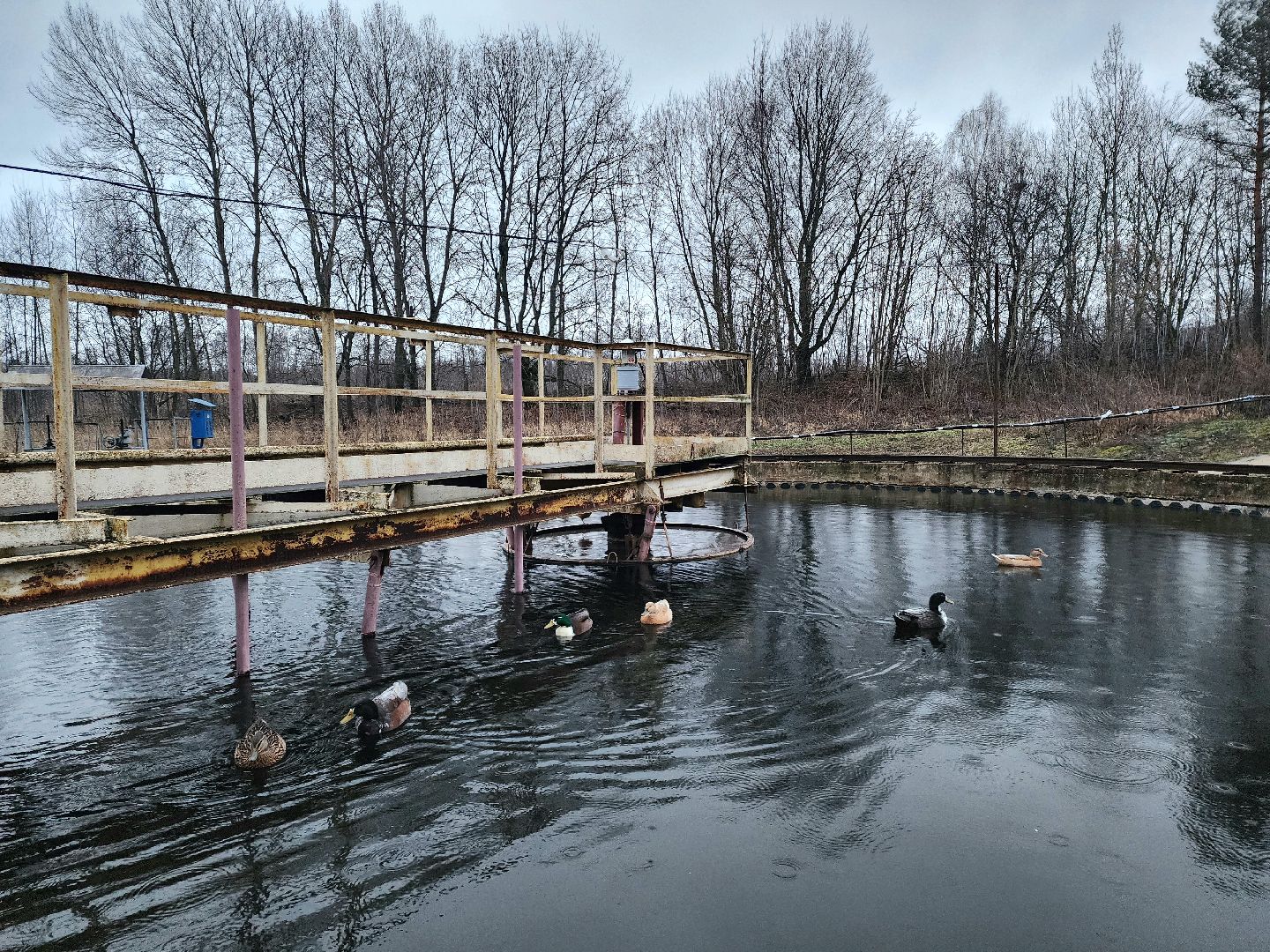 пущино, серпухов, экология, животные, вертикалки,