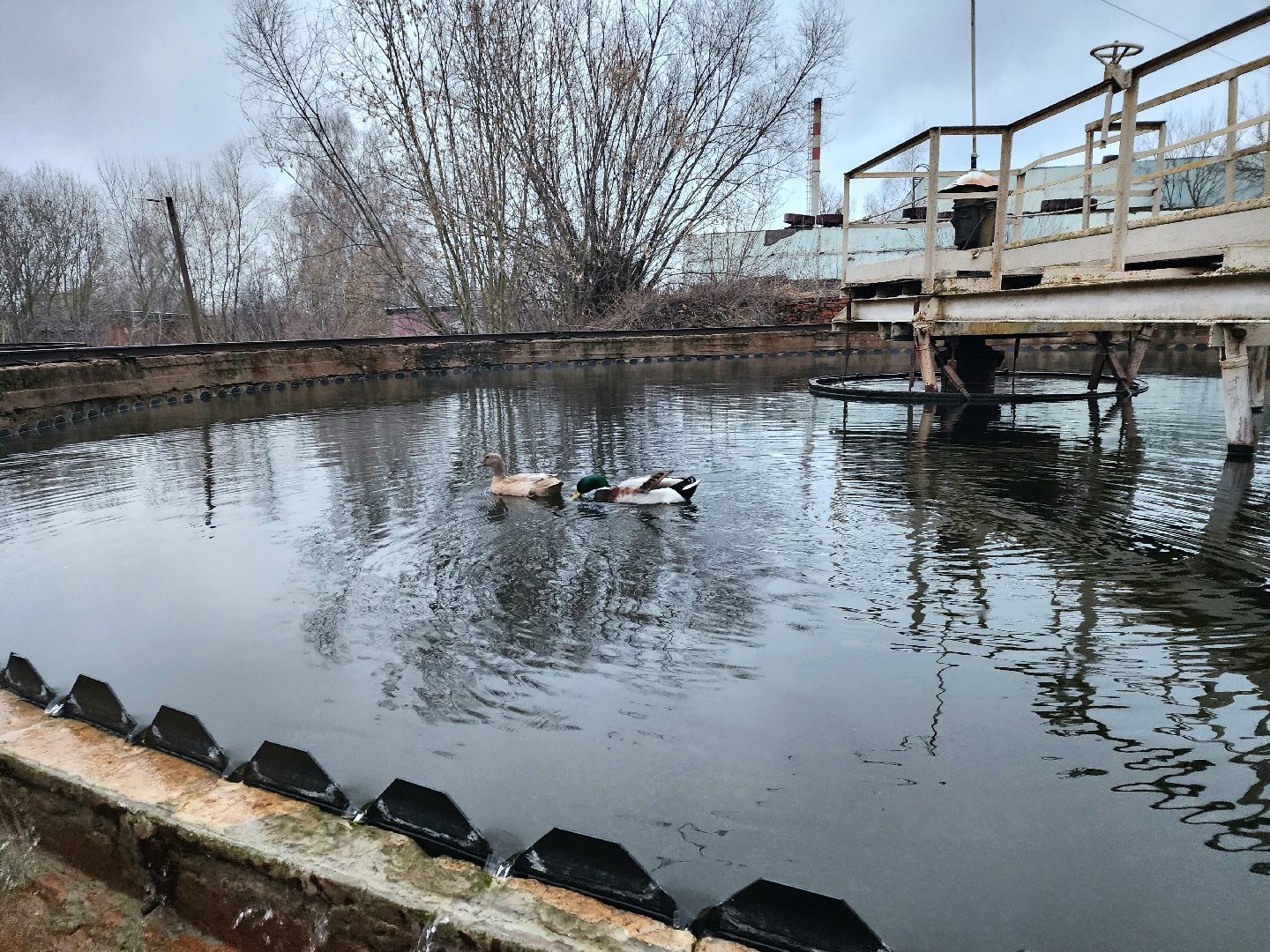 пущино, серпухов, экология, животные, вертикалки,