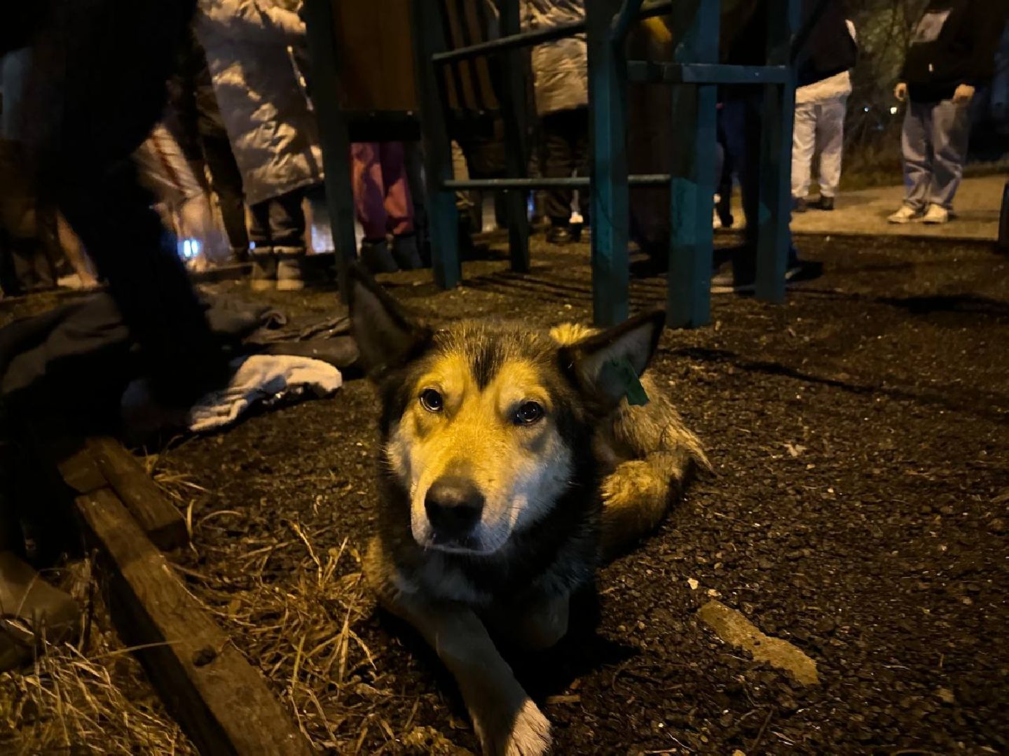 крещение, вертикалки,