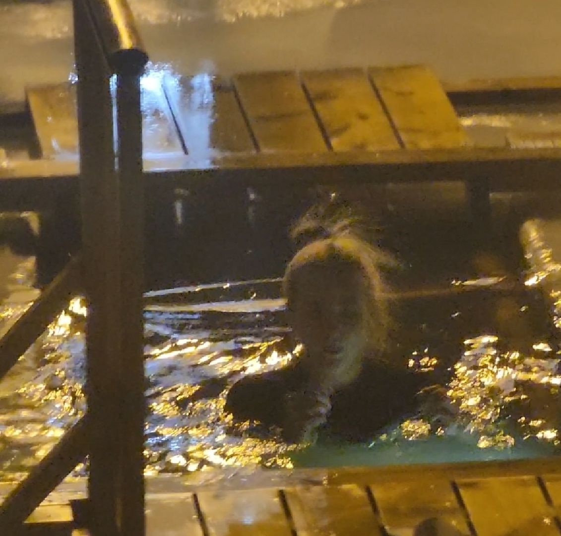 долгопрудный, Крещение в Долгопрудном, купели, сво, Шорохов, вертикалки,