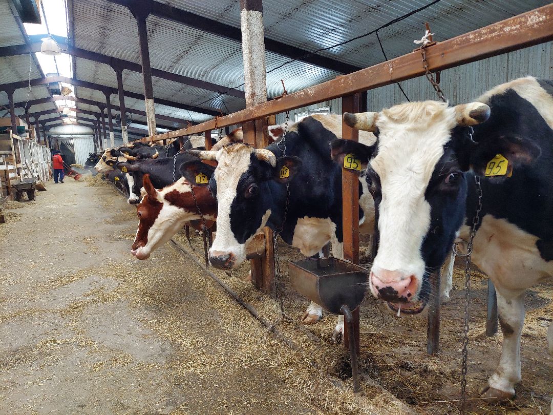 Воскресенск, общество