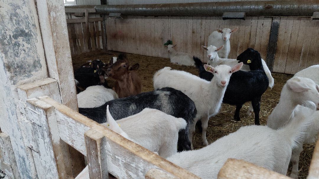 Воскресенск, общество