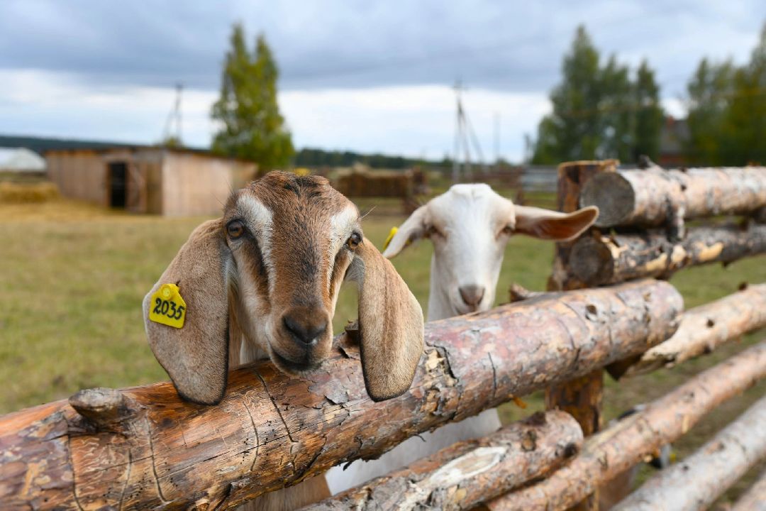 Воскресенск, общество