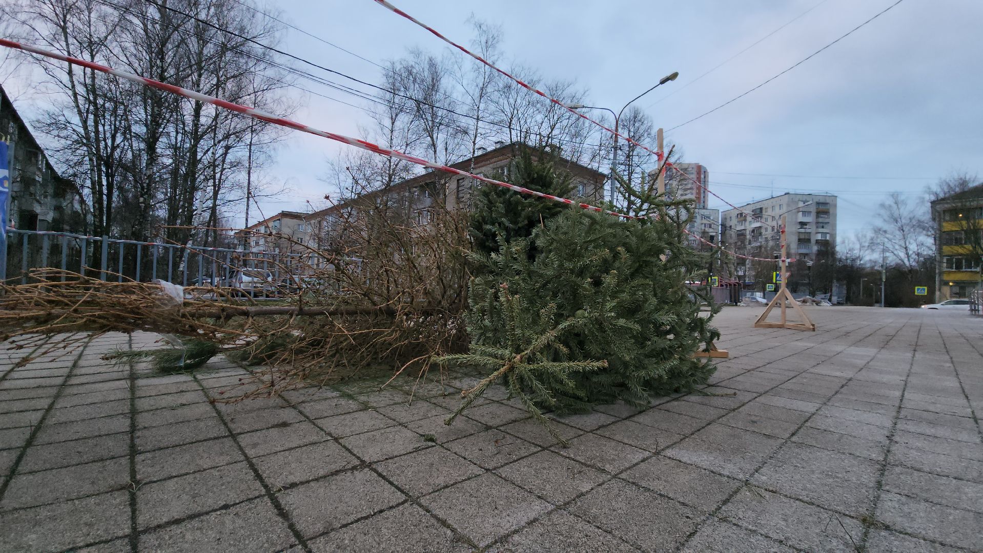пункты приема елок, Лобня, елки на переработку, вертикалки,