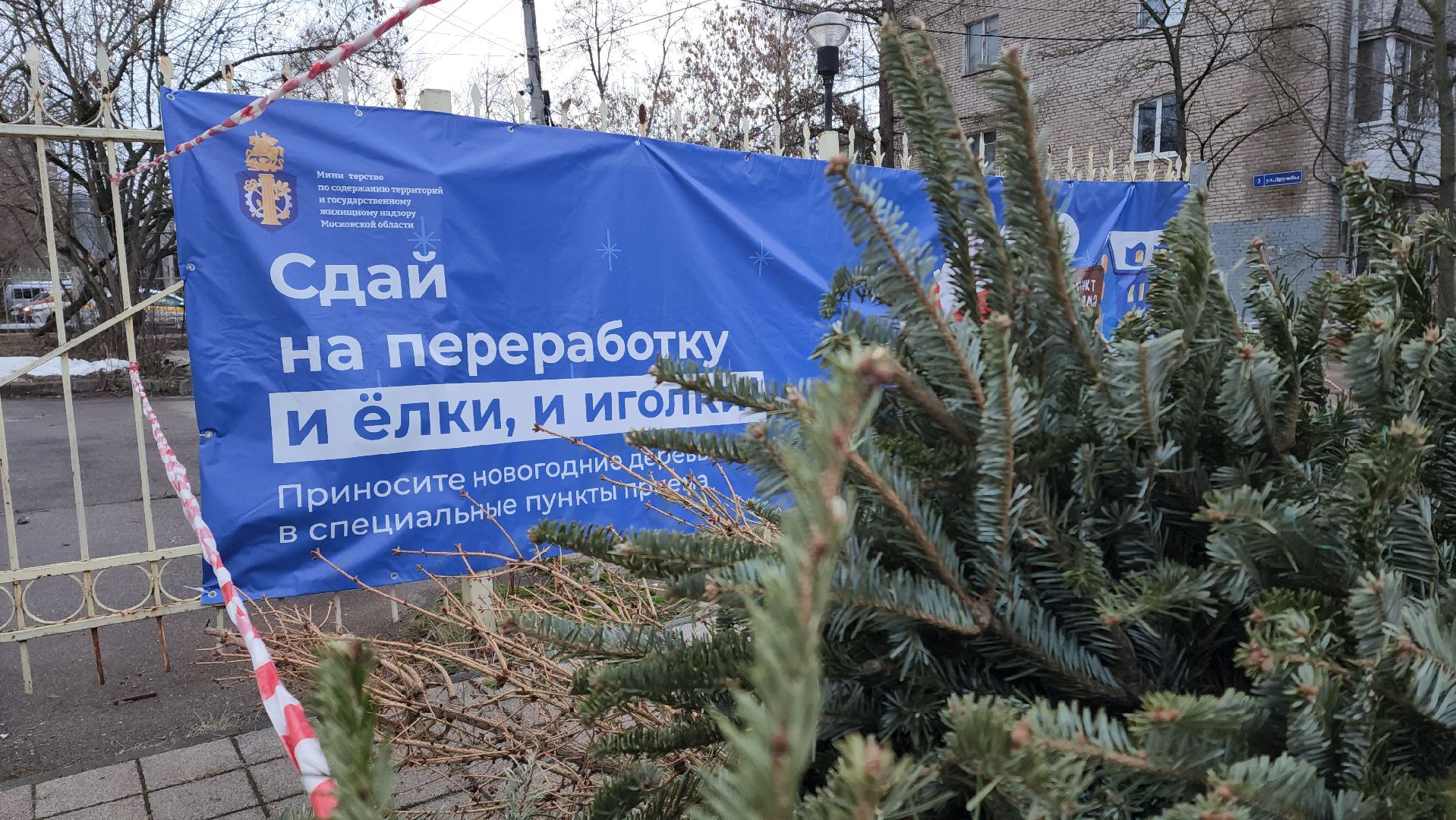 пункты приема елок, Лобня, елки на переработку, вертикалки,