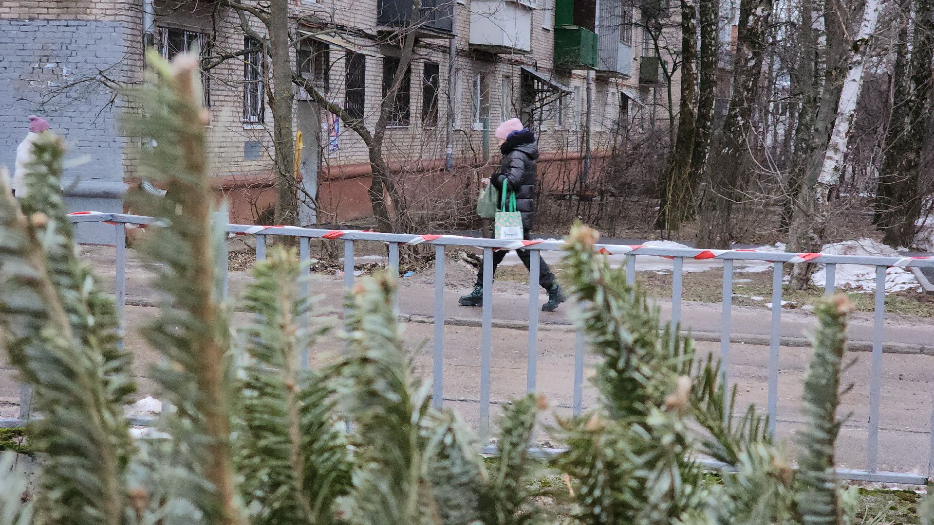 пункты приема елок, Лобня, елки на переработку, вертикалки,