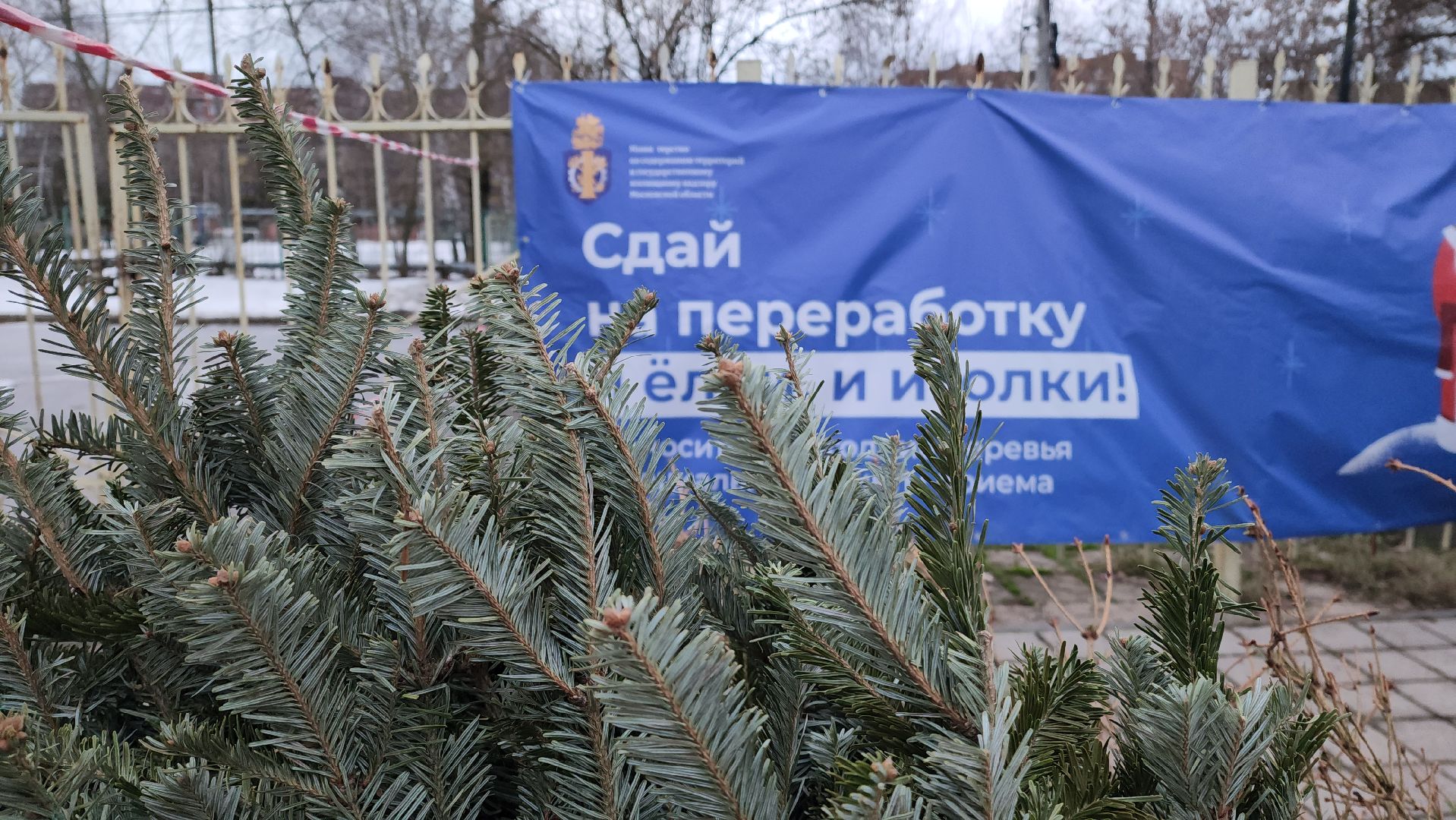 пункты приема елок, Лобня, елки на переработку, вертикалки,