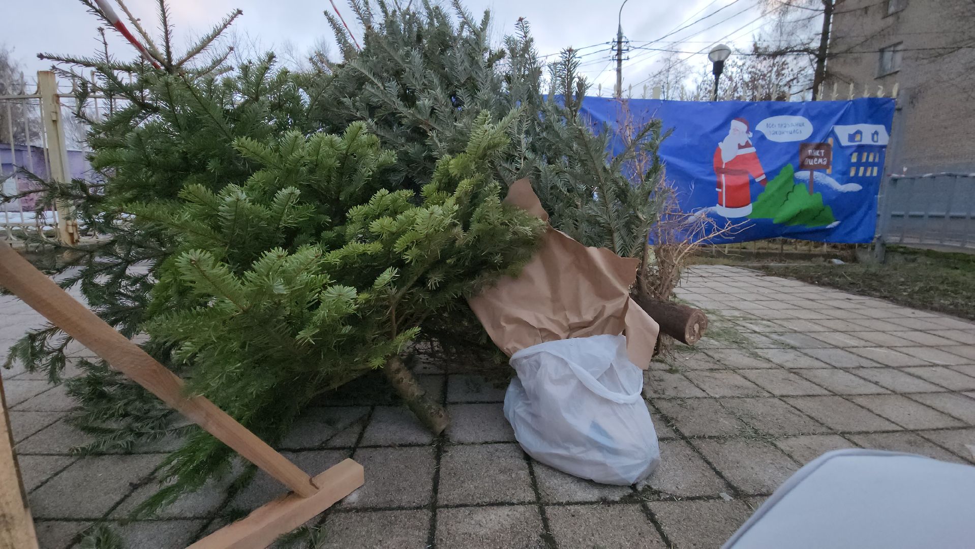 пункты приема елок, Лобня, елки на переработку, вертикалки,