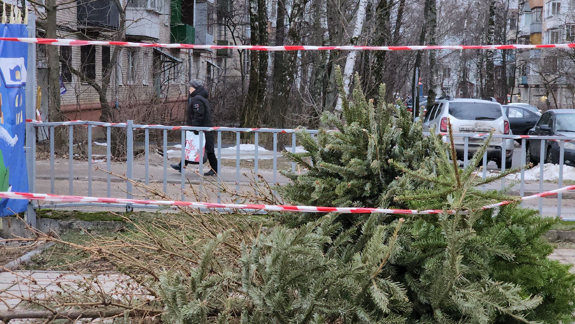 пункты приема елок, Лобня, елки на переработку, вертикалки,