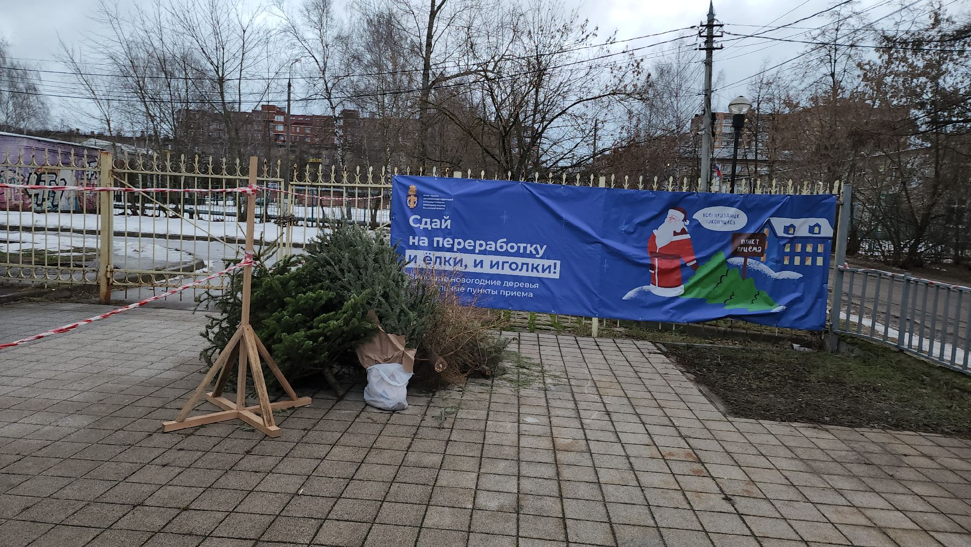 пункты приема елок, Лобня, елки на переработку, вертикалки,