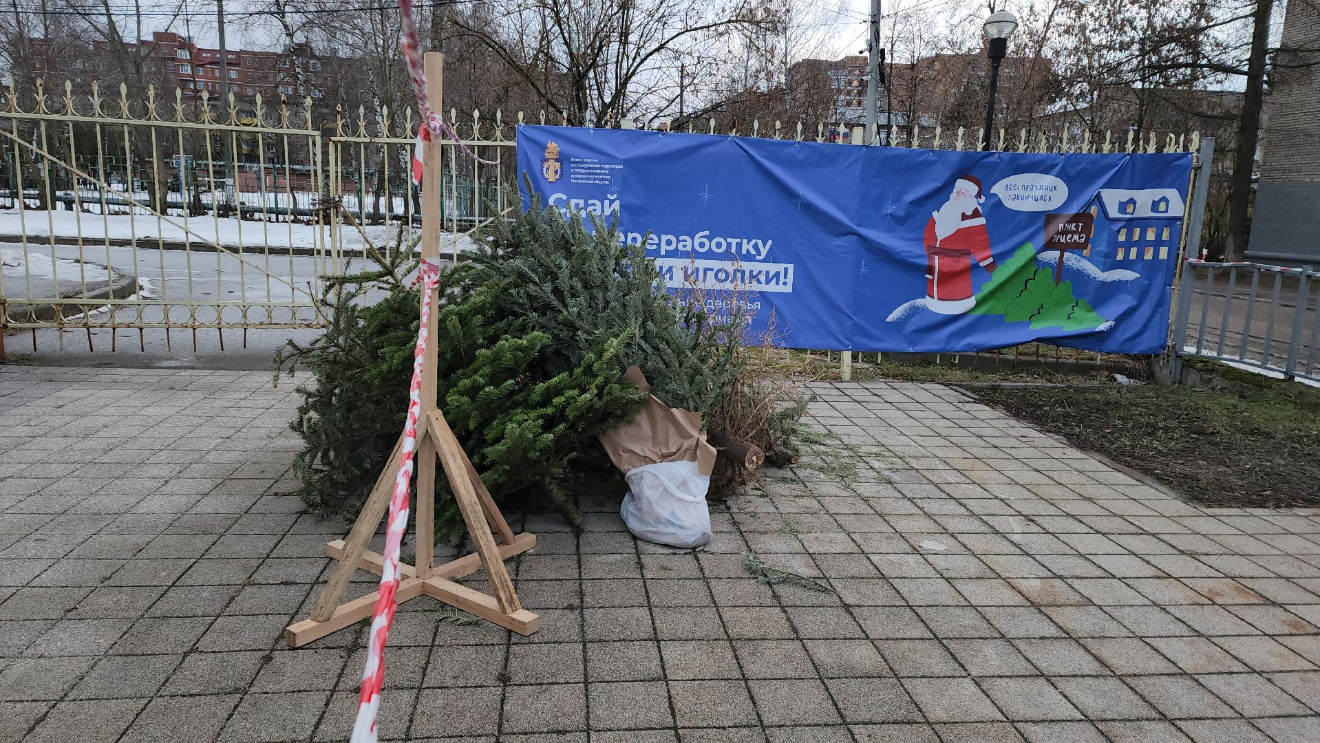 пункты приема елок, Лобня, елки на переработку, вертикалки,