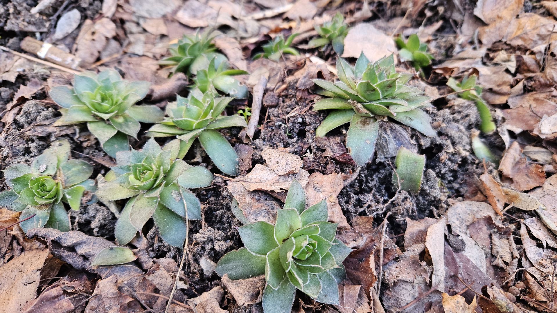 погода, сад, огород, жуковский,