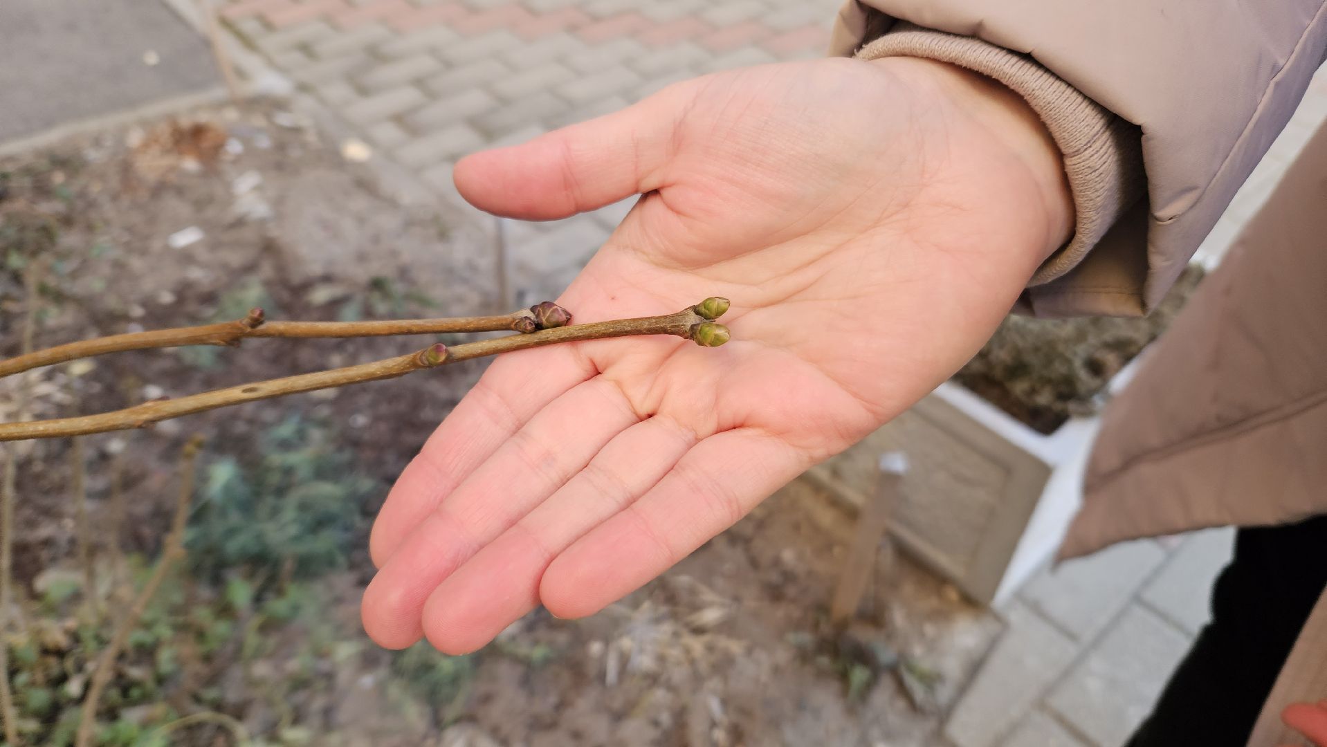 погода, сад, огород, жуковский,