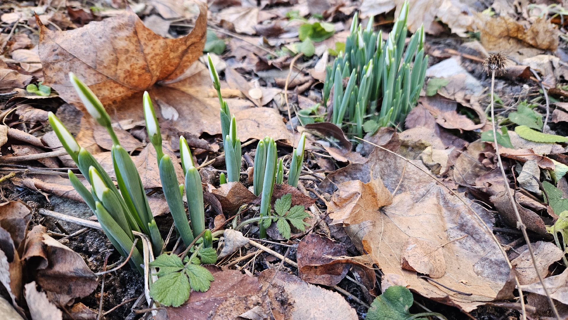 погода, сад, огород, жуковский,