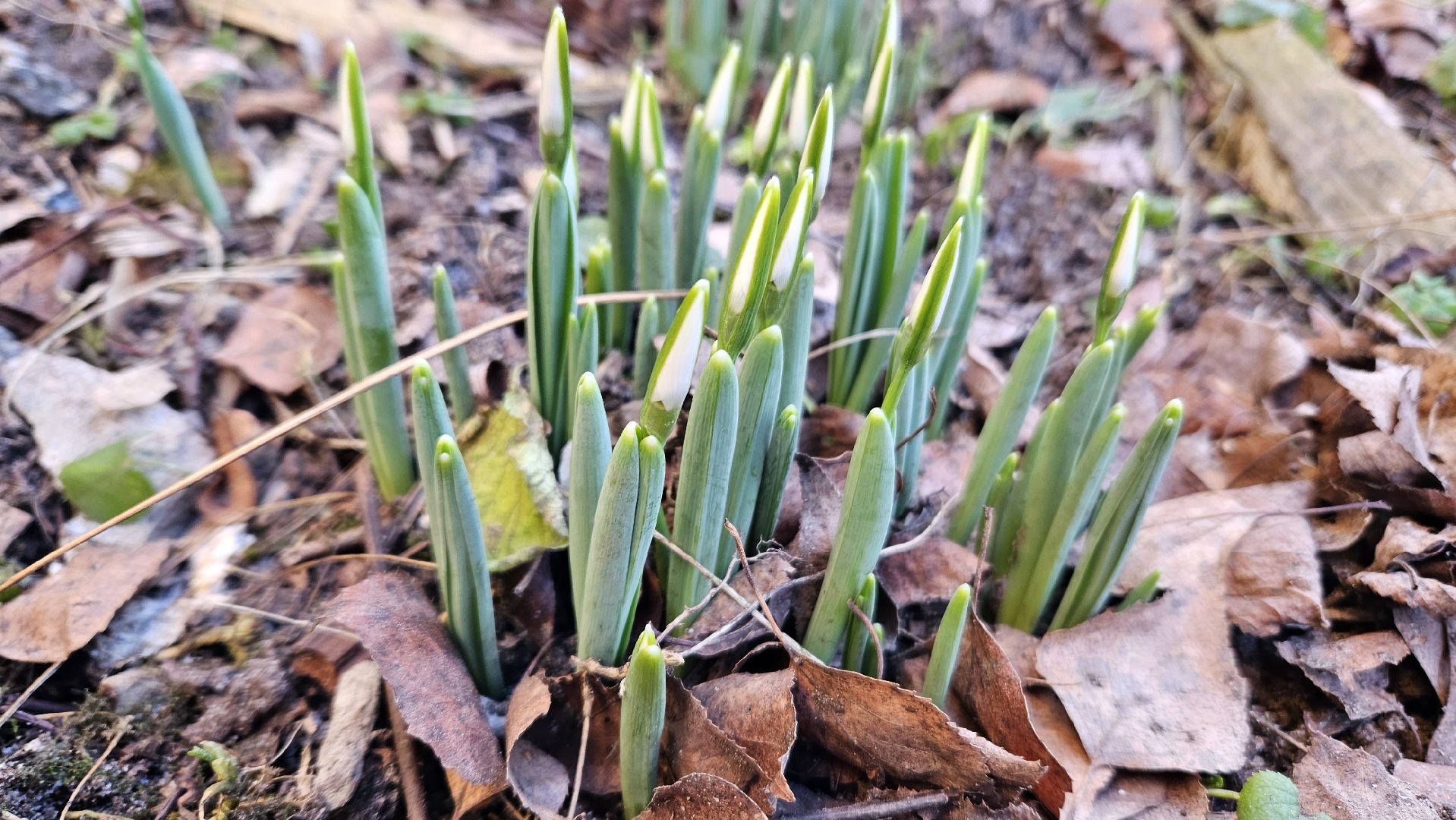 погода, сад, огород, жуковский,