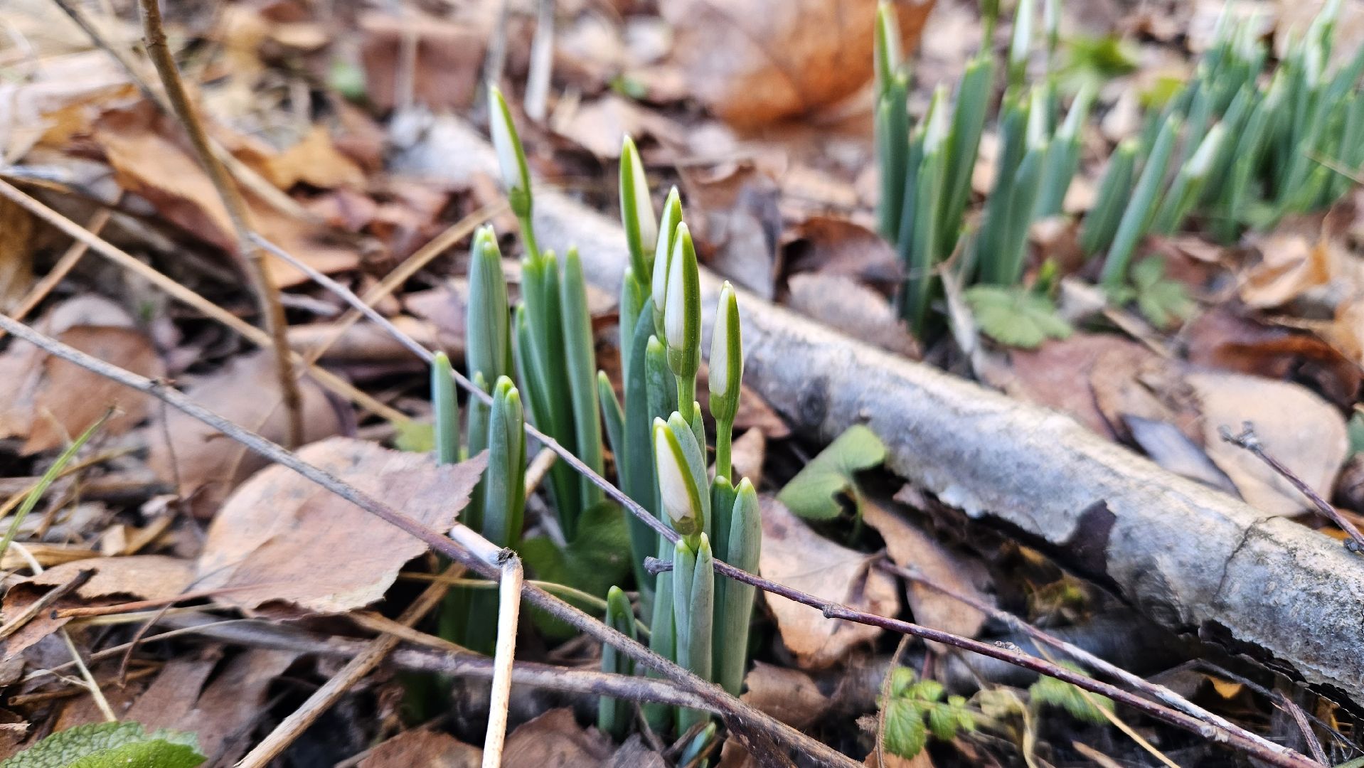 погода, сад, огород, жуковский,