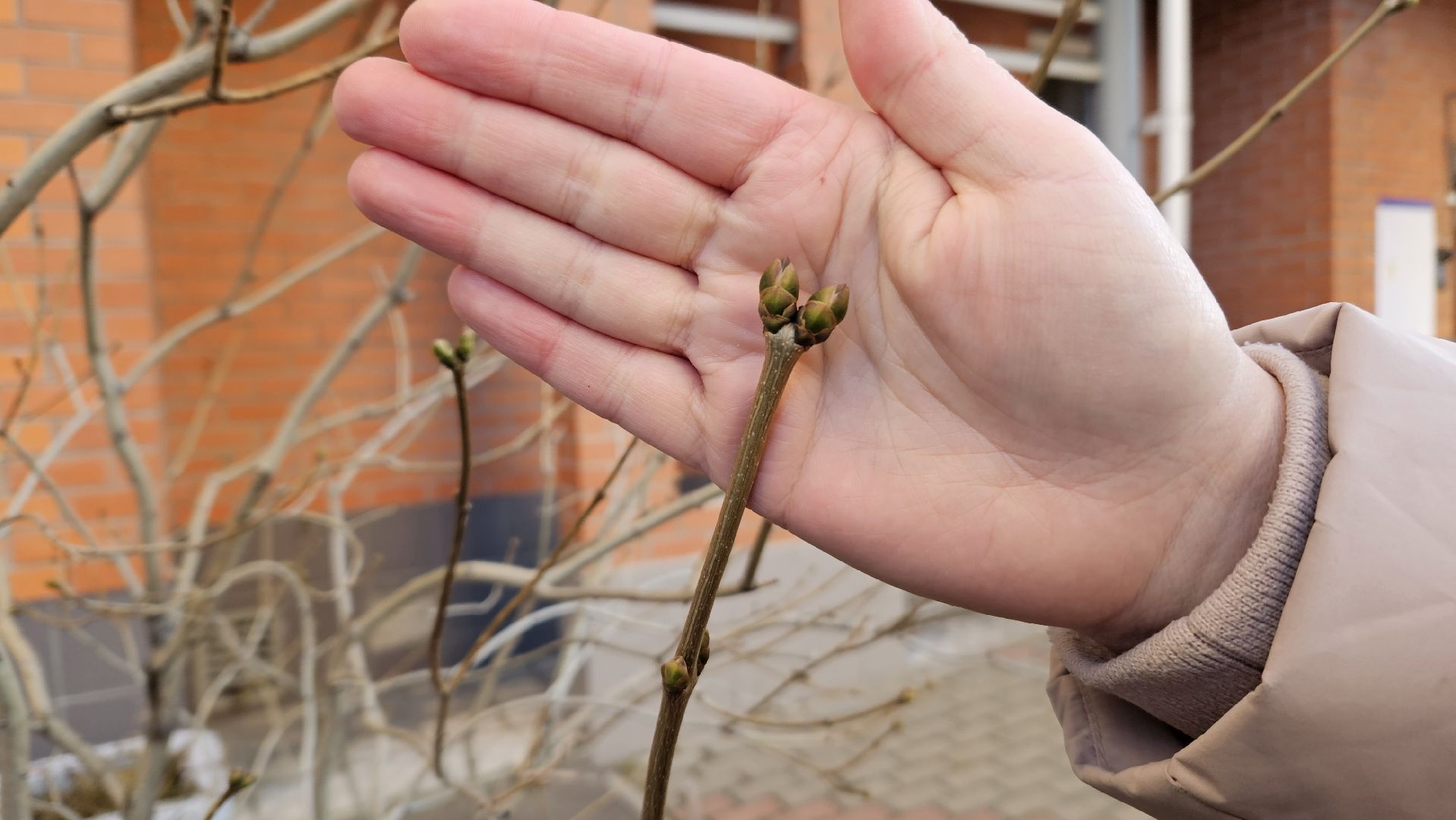 погода, сад, огород, жуковский,