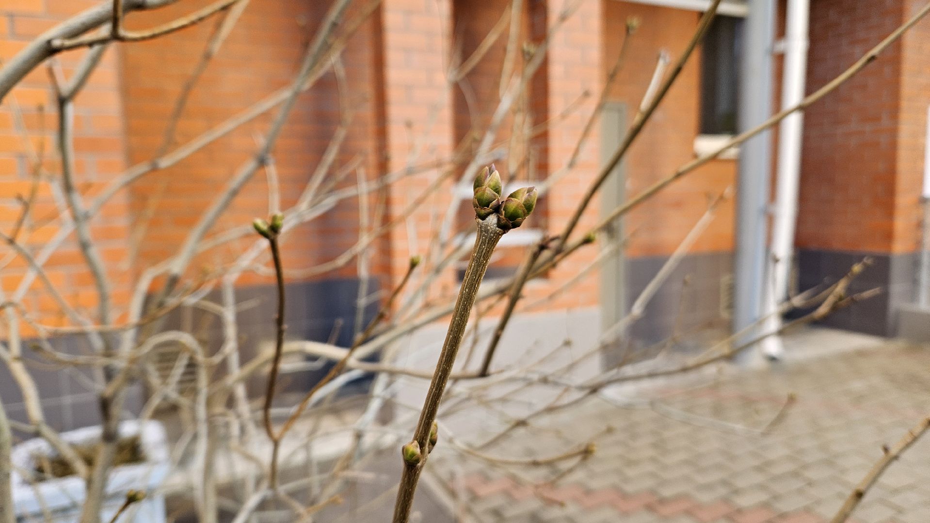 погода, сад, огород, жуковский,