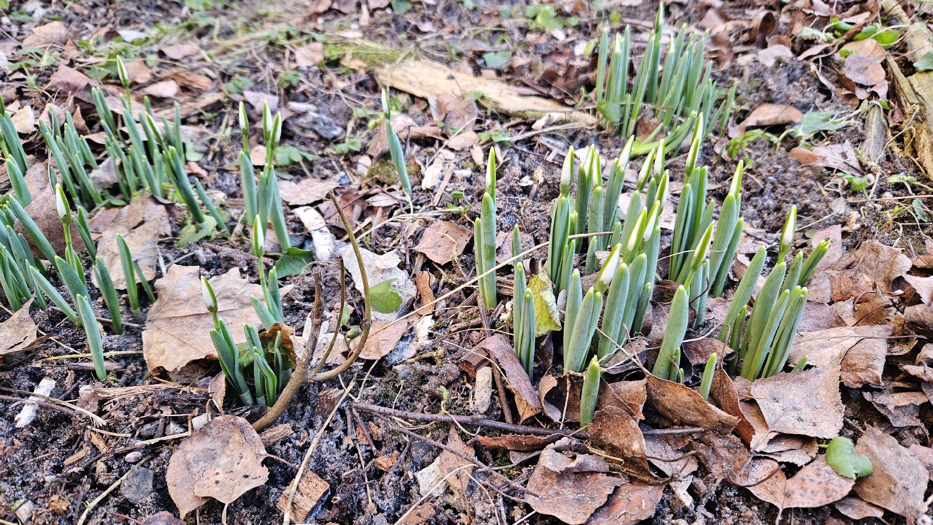 погода, сад, огород, жуковский,